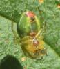 Araniella sp.